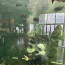 고프로VIP제주여행 | [제주 액티비티 아이랑] 날씨 걱정 없는 실내 씨워킹 언더워터플레이 대만족이예요