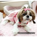 나나애견미용 이미지