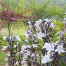 스테이리라 이미지