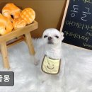 오로라 애견미용샾 | {부천, 강아지, 고양이, 애견미용, 추천!) 동글몽 부천 동글몽, 맞춤 케어로 인기