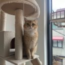 캣파라다이스 이미지