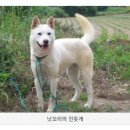 까치말진돗개농장 | 정] "리트리버·래브라도 잊어라" 미국 홀린 K-진돗개, 열풍의 진짜 이유…늑대 유전자 견종 14종 리스트