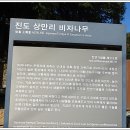 상만리 비자나무 이미지