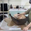 이쁘냥 | [이쁘냥 방문 후기] 스트레스 없는 고양이 전용 미용샵, 이렇게 안심되는 미용이라니!