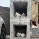 몸냥스테이 이미지