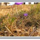 성읍리-11 이미지