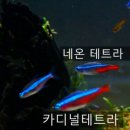테트라 티스토리