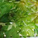 아주까리농장 이미지