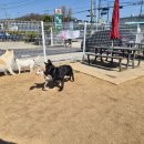 778 | 남양주애견카페 찾는다면? 애견카페왕 애견유치원 리얼 방문 후기 🐶