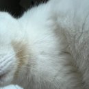 당근 오락실 이미지