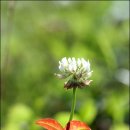 들꽃편지 이미지