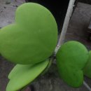 민들레2농장 이미지