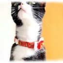 컴투펫 위탁보호센터 서울점 이미지