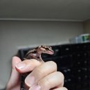 케이브리스
