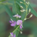 미국잔디갈고리 Desmodium paniculatum (L.) DC. 이미지