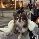 웰니스펫뷰티 이미지