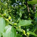 보은농장2 이미지