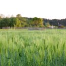 탄금공원 이미지