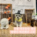그린펜션 | 가평 애견동반 펜션 댕댕이 애견펜션 그린 내돈내산 후기