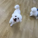 어썸 강아지 호텔 & 목욕 이미지