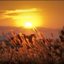 하늘공원 이미지