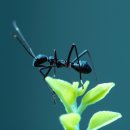 개미약국 이미지