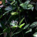 레아 - 안산시 상록구 본삼로 49 | 레아