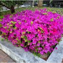 묵정공원 Daum카페