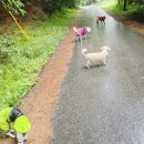 서산아이리스호텔 | 단비 내린 상쾌한 하루 🌿 우비 입고 산책한 호텔링 아이들