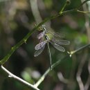 S. temporalis 이미지