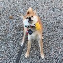 순수목장 이미지