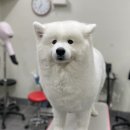 텐시퍼피 이미지