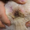 한샘동물병원 | 🐶 비숑 피부병 치료 후기 | 7살 단추의 아토피와 발 핥기 개선 이야기
