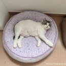 뜰안에냥 이미지