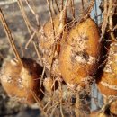 미력 농장 이미지