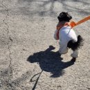 포메리카노 이미지