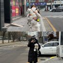 부천애견미용, 루시&amp;솜이 동시미용 만족스러운 후기