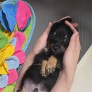 마음든 동물병원 이미지