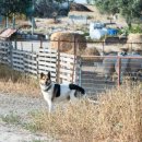 빌리지독 이미지