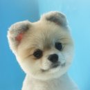 아지펫살롱 이미지