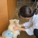 미견미묘 이미지