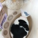 하트온동물병원