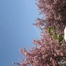 UR(구리시)-[갈매순환로]-하-4 | 임신 38주 :: 임산부 막달운동• 샤인킴 막달운동, 미사경정공원 겹벚꽃, 가진통느낌• 임산부 생리통...