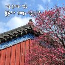 31140-4-70-12 | 서울 홍매화 명소 봉은사 매화 실시간, 혼자 다녀온 봄나들이 후기 (26년 3월 12일 기준)