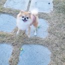 경주통나무 이미지