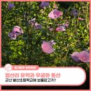 구불3길(큰들길) | 군산 발산초등학교 발산리 유적과 무궁화 동산