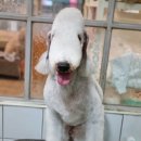 개미애견미용실 이미지