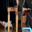 우쭈쭈 내강아지 조선일보