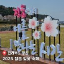 웰빙요가(야간) | [공지] 전북 축제 2025 정읍 벚꽃 축제 &#39;낭만 벚꽃, 낭만 정읍&#39; 축제 후기