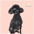 우리집 멍뭉 이미지